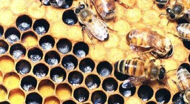 Behandlung von Krampfadern mit Bienenprodukten
