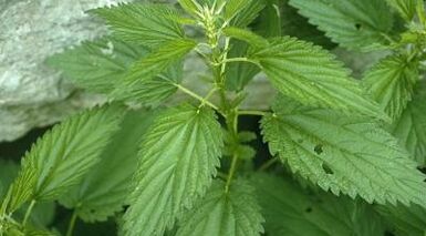 Kräutersud zur Behandlung von Krampfadern