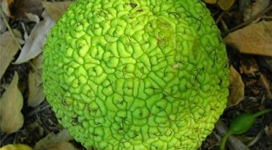 Rezepte für Infusionen zur Behandlung von Krampfadern